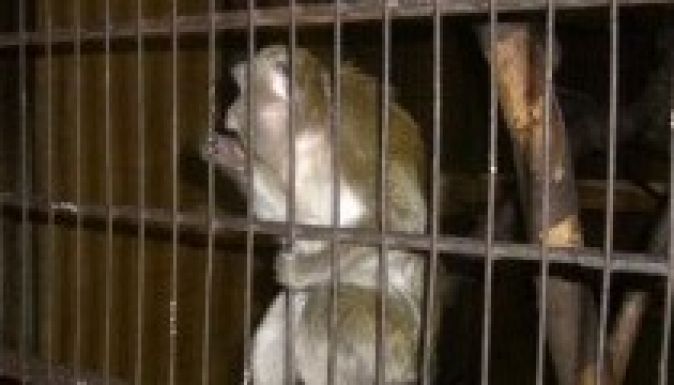 Menesztették a marosvásárhelyi állatkert igazgatóját