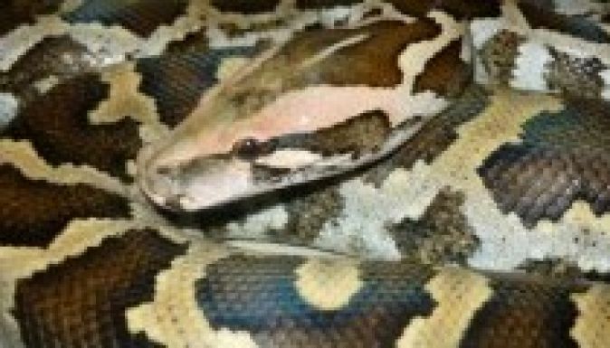 Piton mart meg a cirkuszban egy kislányt a Szatmárnémetiben