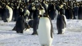 Az Antarktisz melegedése fenyegeti a császárpingvineket