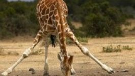 Tudományos válasz a zsiráf mint fizikai képtelenség kérdésére