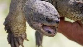 Ijesztően agresszív teknős bujkált egy magyar tóban