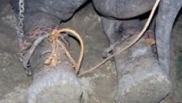 Örömében sírt az 50 éves rabságból kiszabadított elefánt