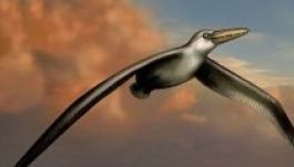 Összerakták a valaha élt legnagyobb ősmadár csontvázát