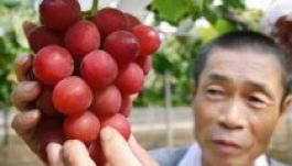 Így néz ki a 17 ezer lejes szőlőfürt