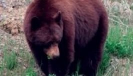 Medve támadt egy asszonyra Kolozs megyében