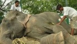 Újra nevet a szabadulásán elérzékenyült elefánt (GALÉRIA)