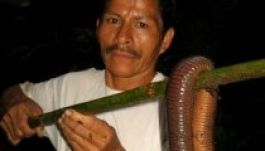 Nem ez a leghosszabb giliszta, amit valaha is találtak