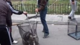 Négy Mancs: illegálisan irtják a hatóságok a kóbor kutyákat