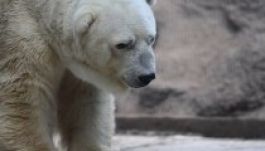 Mentsétek meg Arturót, a depressziós jegesmedvét! (VIDEÓ)