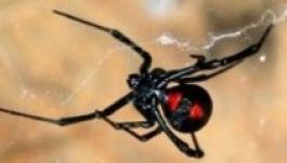 Tűzzel akart pókot irtani egy amerikai, nem lett jó vége