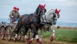 Székely Vágta: megvan a fogathajtó verseny győztese