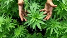 Németországban változhat a kannabisztermesztés törvénye
