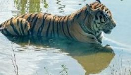 Európai színvonalúvá fejlesztenék a nagyváradi állatkertet