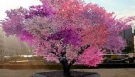 Negyven féle gyümölcs terem egyazon a fán