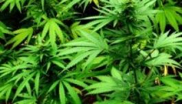 Debreceni kutatók felfedezték a pattanások ellenszerét