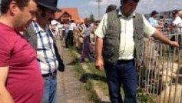 Berbécsbégetéstől volt hangos a hét végén Csíkszereda (GALÉRIA)