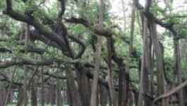 Indiában található a világ legszélesebb fája