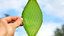 Oxigéntermelő szintetikus levelet szőtt egy londoni diák