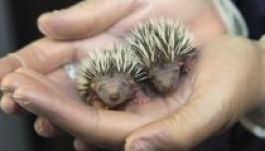 Ritkán látni ennél cukibb állatot (FOTÓK)