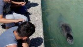 Fókaverésért megbüntettek egy turistát Horvátországban