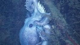 Világelső az állatok között a tojásait 4,5 évig költő mélytengeri polip