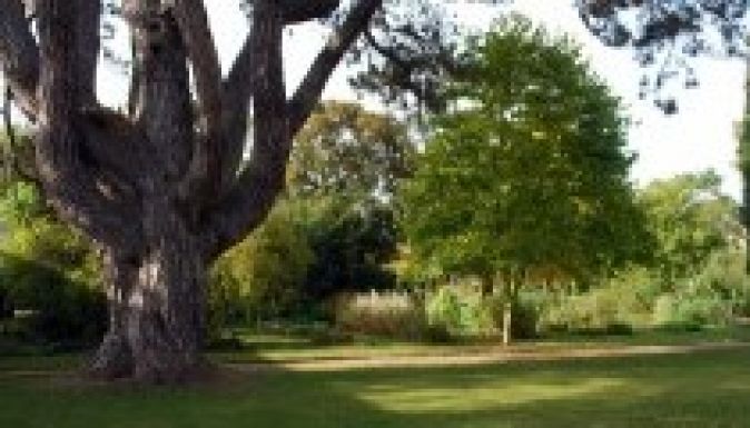 Kivágják Tolkien kedvenc oxfordi fáját