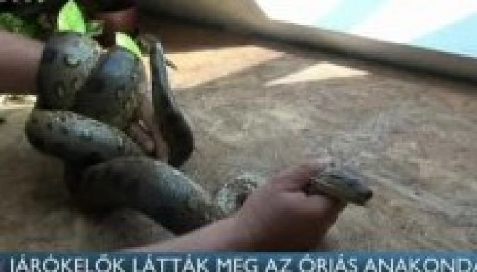 Veszélyes anakondát fogtak Budapesten