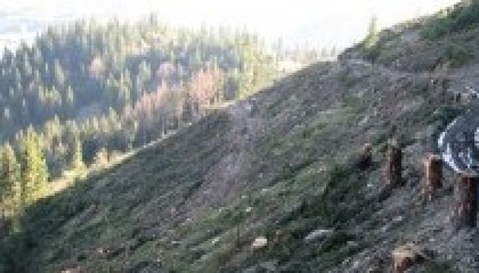 Csaknem teljesen letarolták a máramarosi erdőket