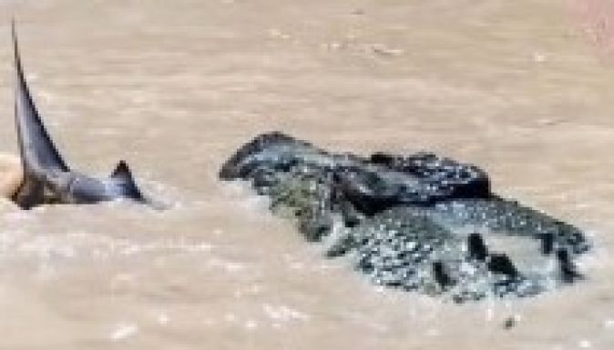 Megette a krokodil a cápát, miután jól elnáspágolta