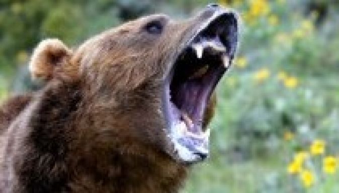 Egy hét alatt kétszer támadt a medve Háromszéken