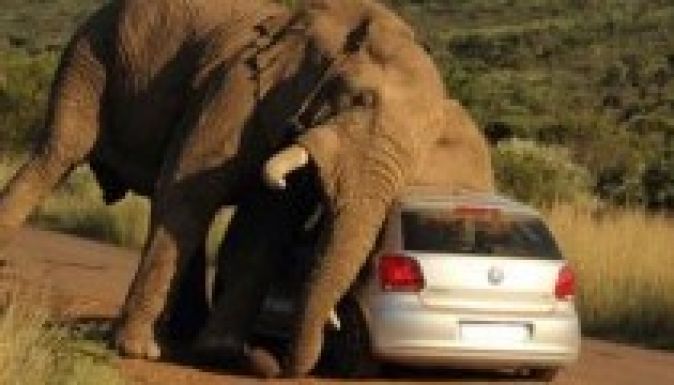 Udvarolni kezdett a VW Polónak egy dél-afrikai elefánt (VIDEÓ)