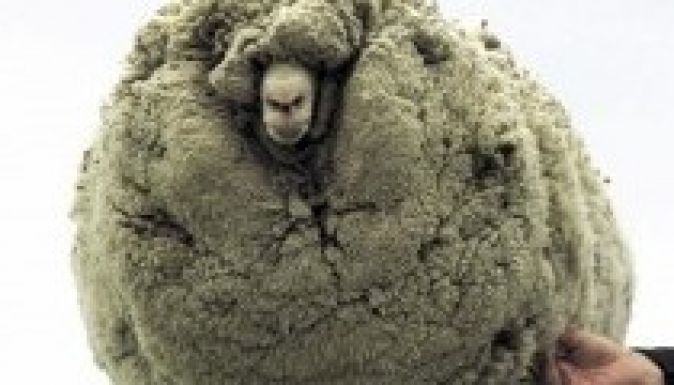 Hat évig bújkált a nyírás elől a trükkös bárány