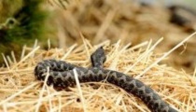 Viperaveszélyre figyelmeztetnek a hegyimentők