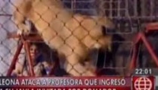 Oroszlán támadt a cirkuszban egy tanárnőre (VIDEÓ)