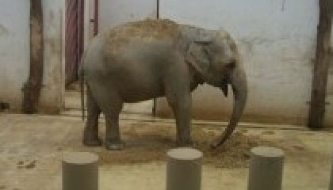 Szombaton ingyen látogatható az ötvenéves marosvásárhelyi állatkert