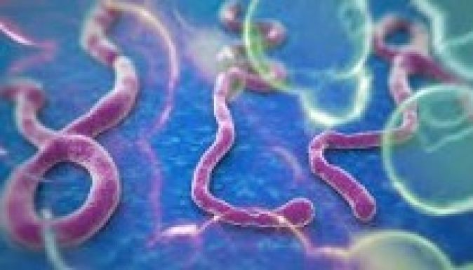 Megtalálhatták az ebola ellenszerét Kanadában