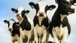 Tehéncsorda ölt meg egy német turistát Ausztriában