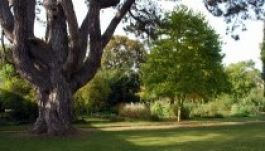 Kivágják Tolkien kedvenc oxfordi fáját