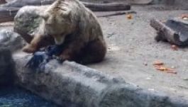Világsztár lett a varjúmentő magyar medve (VIDEÓ)