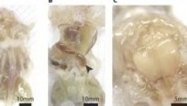 Átlátszó egeret hozott létre egy román kutató