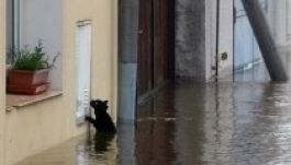 Csehországot is árvíz sújtotta