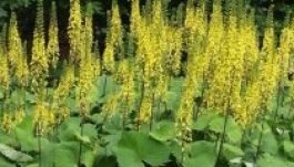 Védett virágot pusztítottak ki a Kolozsvár melletti Feleken