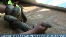 Veszélyes anakondát fogtak Budapesten