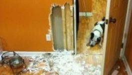 Placebo is segíthet a kutyák szeparációs szorongásán