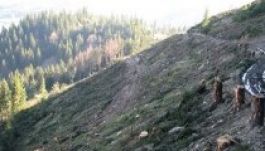 Csaknem teljesen letarolták a máramarosi erdőket