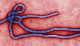 Meghalt az ebola első, afrikai kontinensen kívüli áldozata