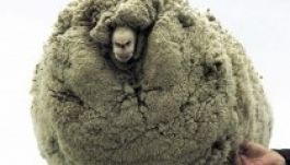 Hat évig bújkált a nyírás elől a trükkös bárány