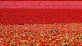 Vásárolj virágot a gyógyíthatatlan betegekért a Diakóniánál