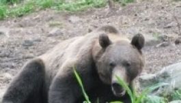 Alvás közben támadott rá egy medve egy pásztorra