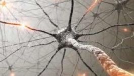 Működőképes agyszövetet állítottak elő egy laborban